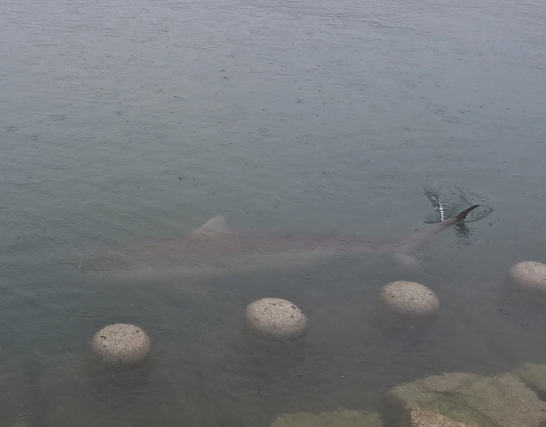 The shark, estimated to measure up to 4 meters in length, was not immediately identified by species, according to authorities. (Busan Coast Guard)