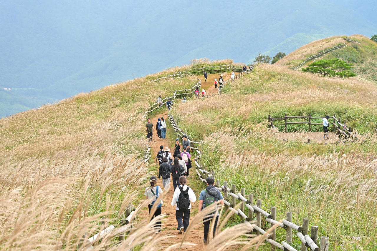 Silver grass ripples across Mindungsan in Jeongseon-gun