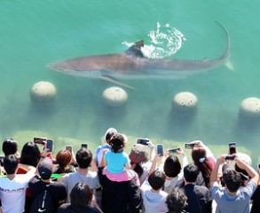 Busan park restricts nighttime access as shark lingers, crowds gather