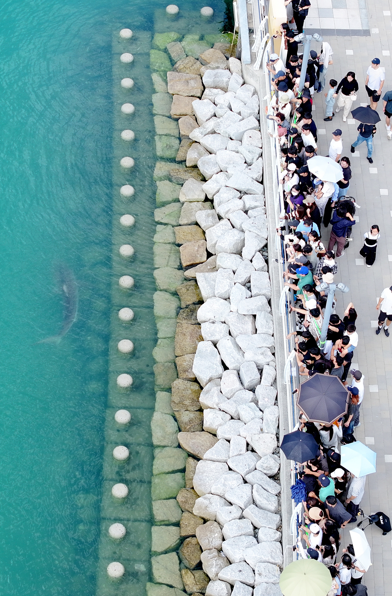 People stand in a long line along the waterway to see the shark at North Port Waterfront Park on Sunday. (Yonhap)