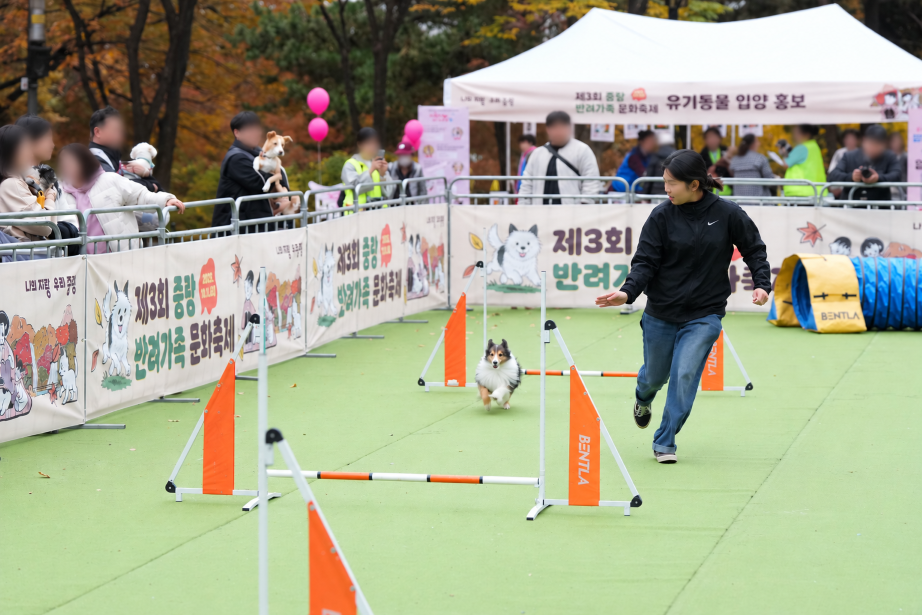 애견 놀이터