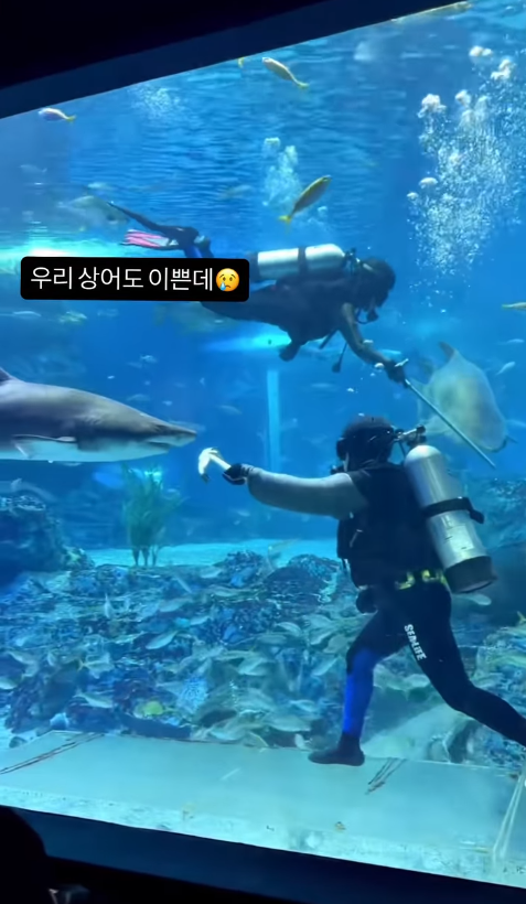 A screenshot of a post by Sealife Busan Aquarium on Sunday, promoting its own sharks and encouraging visitors to stop by. (Instagram)