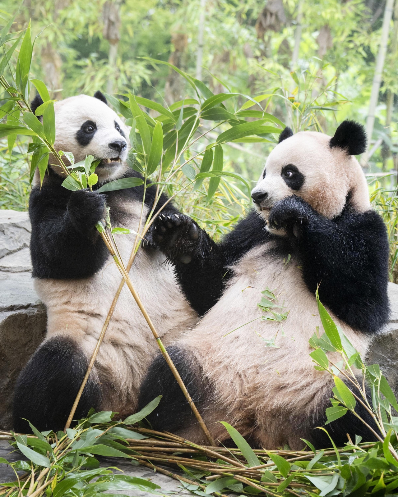 Twin pandas Rui Bao and Hui Bao at the Panda Second House at Everland [Everland]