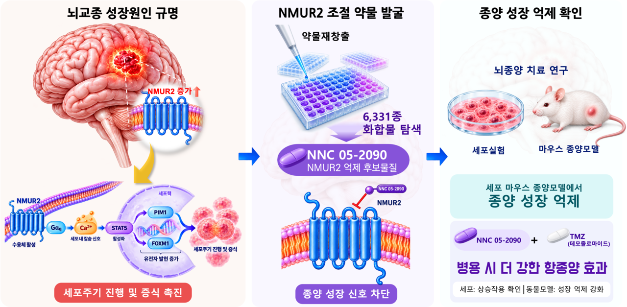 An AI-generated image illustrating the identification of NMUR2 as a new treatment target in glioma and the discovery of inhibitor candidate compounds. [Korea Research Institute of Bioscience and Biotechnology]