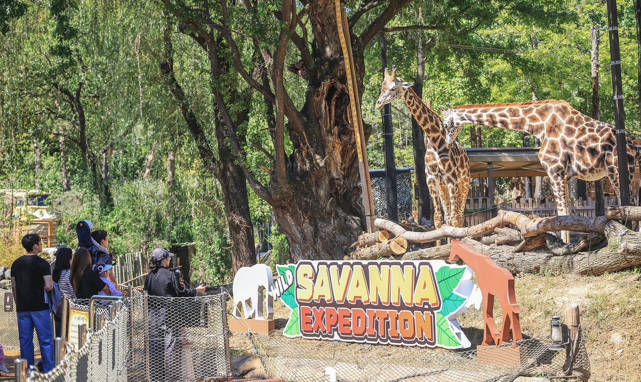 Visitors at Everland's 'Wild Savanna Expedition' [Everland]