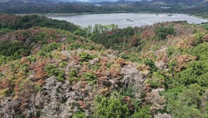 [단독] 서울, 재선충병 안전지대 아니다…서초구서만 15그루 감염 [서울N]