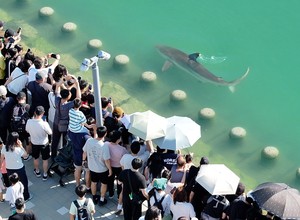 “상어 구경땐 죠스바!”·“고래밥 없어요?”…부산 편의점 난리났네