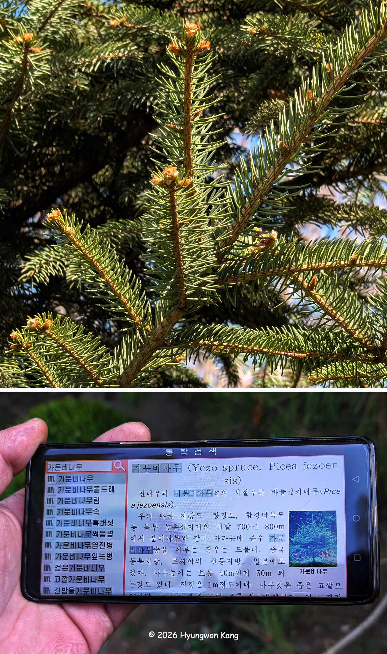 A combination photo shows branches of an Ezo spruce (Picea jezoensis), also known in Korean as gamunbi-namu (top), and a mobile phone screen displaying a DPRK intranet search result identifying the tree, in Pyongyang on April 15. Ezo spruce is an evergreen conifer native to cool mountainous regions of Northeast Asia. (Hyungwon Kang)