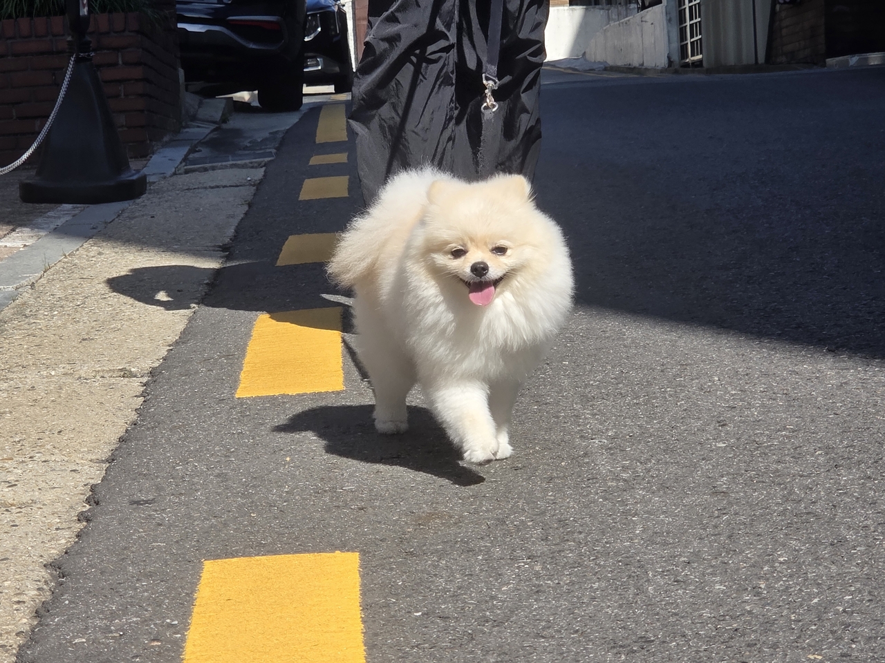 A Mungpa staffer takes one of the dogs for a walk on Monday. (Hwang Sun-jun/The Korea Herald)