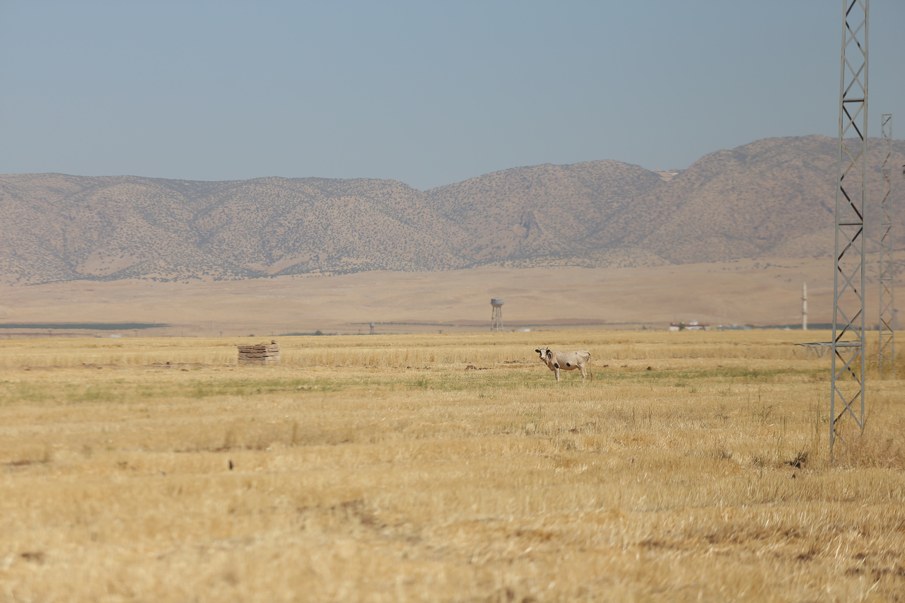 A farming area in Syria. [Provided by the International Rescue Committee]