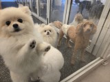 Who looks after Seoul’s pets during Chuseok?