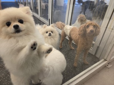 Who looks after Seoul’s pets during Chuseok?