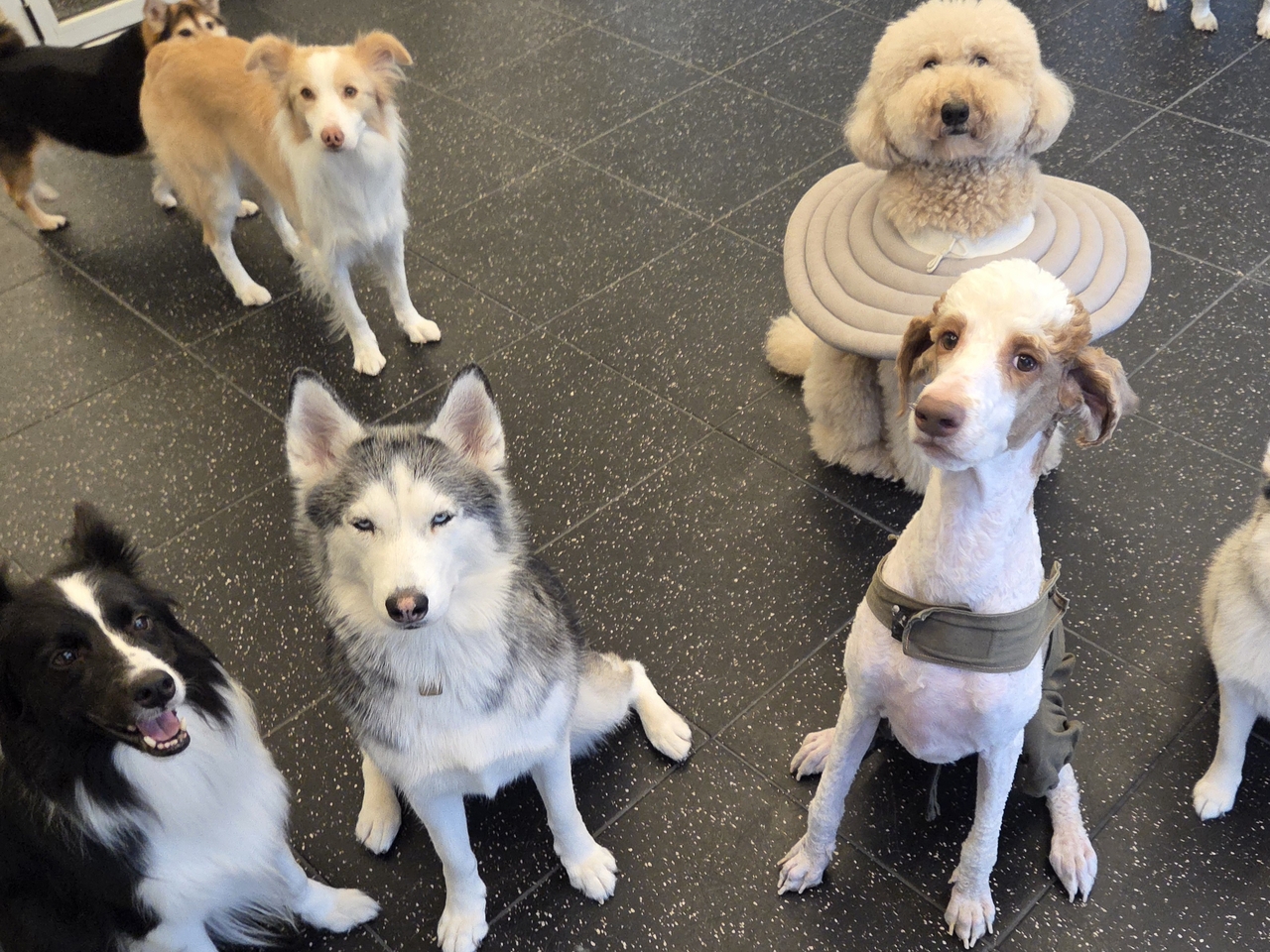 Large dogs are being taken care of at Mungpa on Monday in a space segregated from smaller dogs. (Hwang Sun-jun/The Korea Herald)