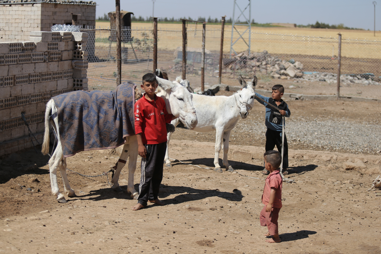 Ward (pseudonym, 10), Ahmad (pseudonym, 8) and Zaid (pseudonym, 3), children of Hammad (pseudonym), a farmer in northeastern Syria. Hammad took part in the IRC's Seed Security project, receiving financial support to purchase farming supplies and training in climate-adaptive agricultural techniques. [Provided by the International Rescue Committee]