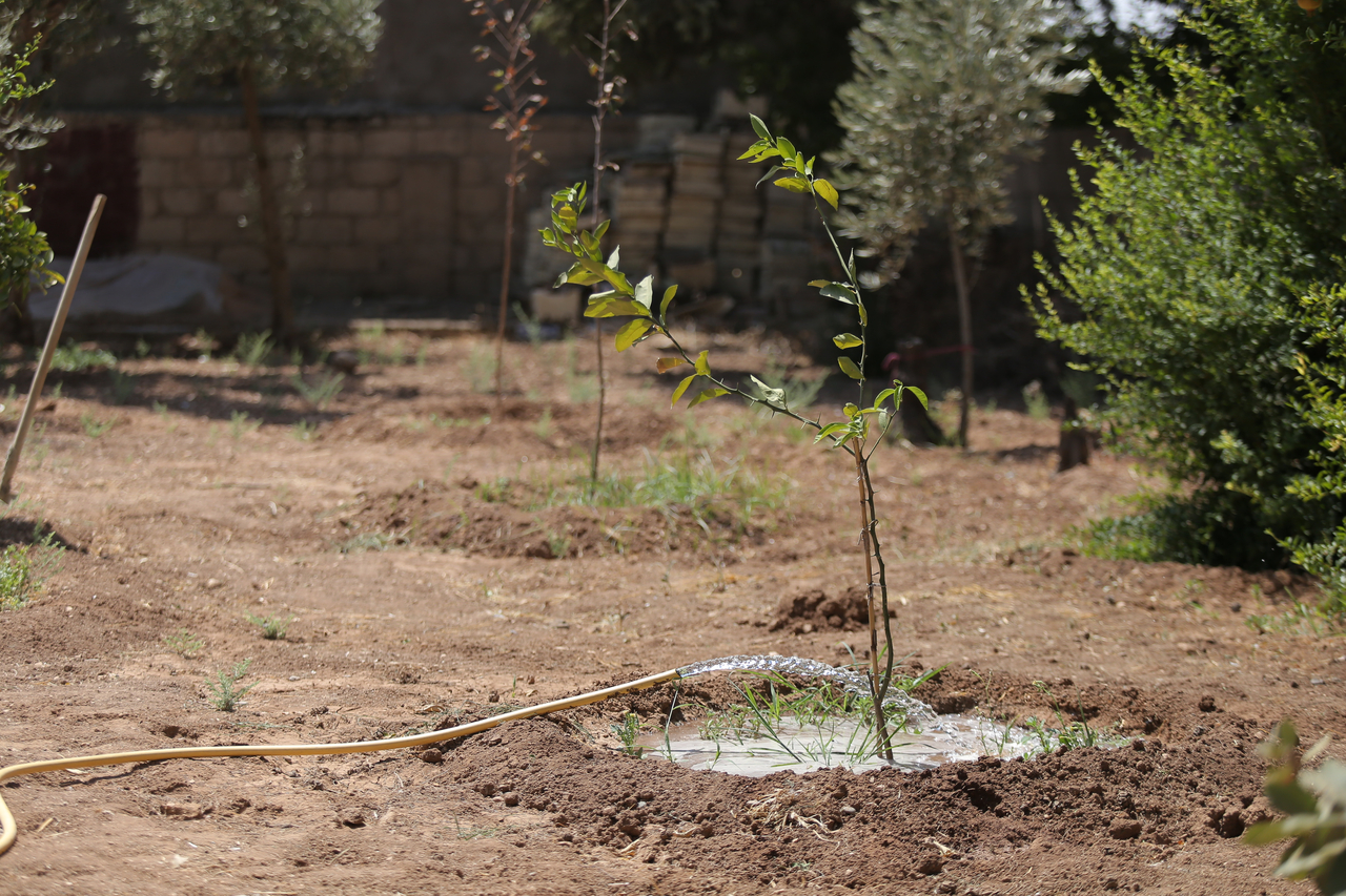The farmland of Fadia (pseudonym, 30) in northeastern Syria. Unable to continue her university studies in 2012, Fadia has worked in agriculture since then and has taken part in a seed multiplication program and the IRC's Seed Security project, receiving financial support to purchase farming supplies and training in climate-adaptive agricultural techniques. [Provided by the International Rescue Committee]