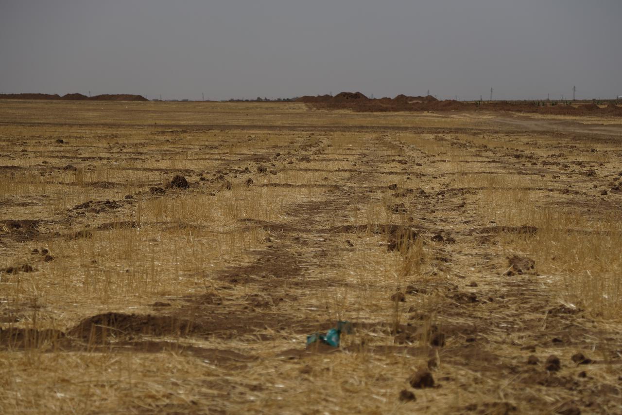 The farmland of Fadia (pseudonym, 30) in northeastern Syria. A mother of three, Fadia took part in the IRC's Seed Security project, receiving financial support to purchase farming supplies and training in climate-adaptive agricultural techniques. [Provided by the International Rescue Committee]