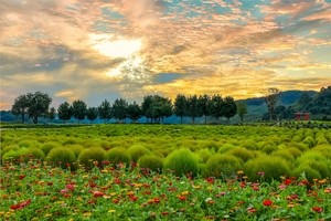연천군, ‘임진강 댑싸리 정원’ 개장…10월 18일까지