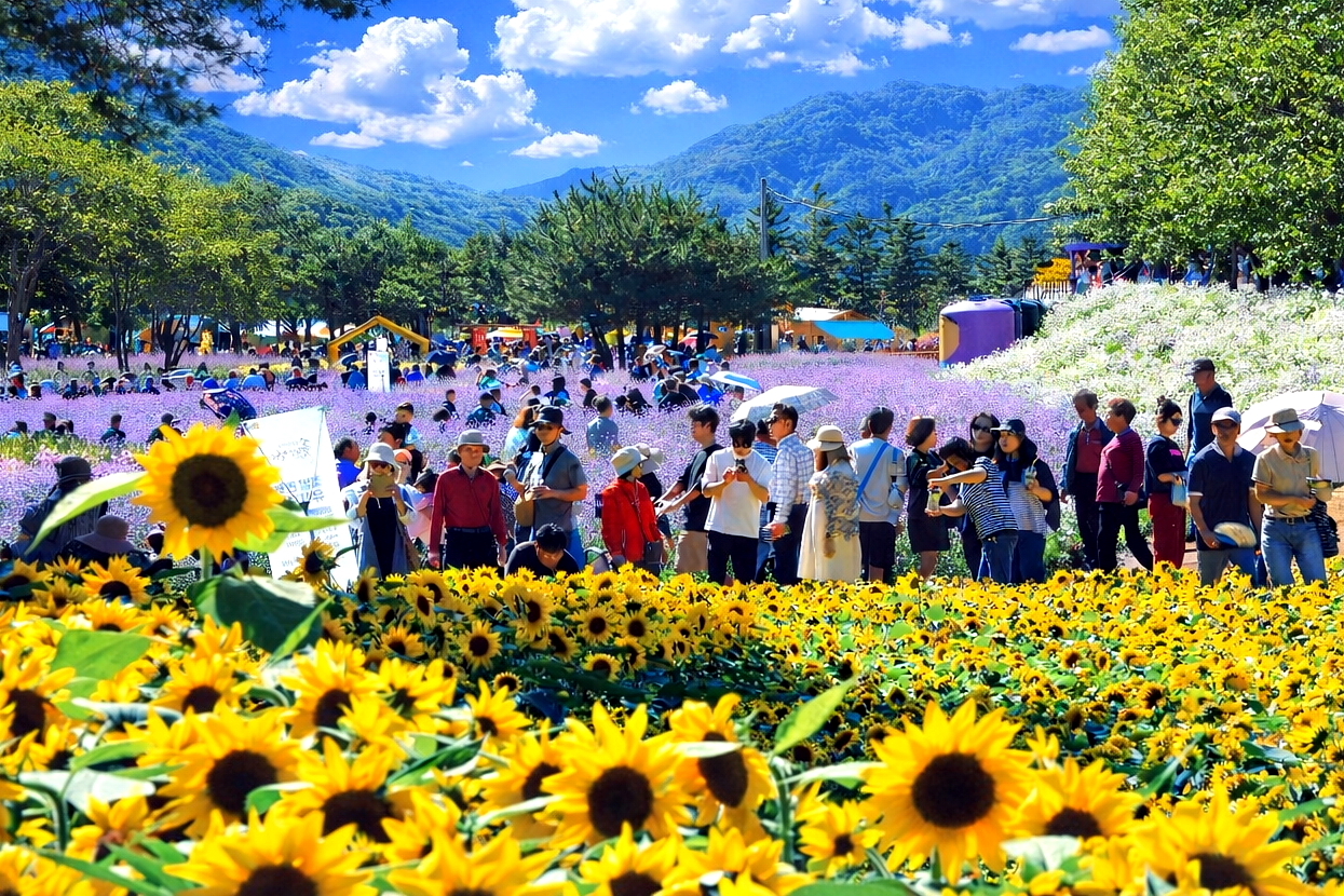인제 가을꽃 축제장
