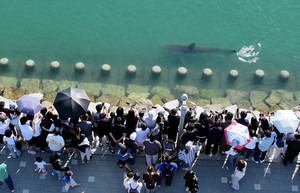 부산시, 추석 연휴 ‘북항 상어’ 인파 대비 안전 강화