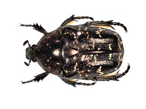 'Bugs for muscle?' How edible insects are moving from novelty to nutraceutical