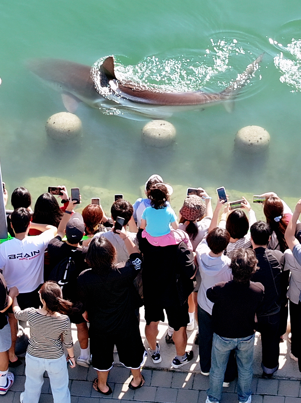 Residents photograph a shark that appeared in the waterway of the North Port waterfront park in Dong-gu, Busan, on Sunday. First spotted on Friday, the shark has been circling the park's waterway and has not returned to open sea. Although Busan city sent safety alert messages to residents, crowds flocked to the park over the weekend to see the shark in person, turning North Port waterfront park into a bustling scene. [Yonhap]
