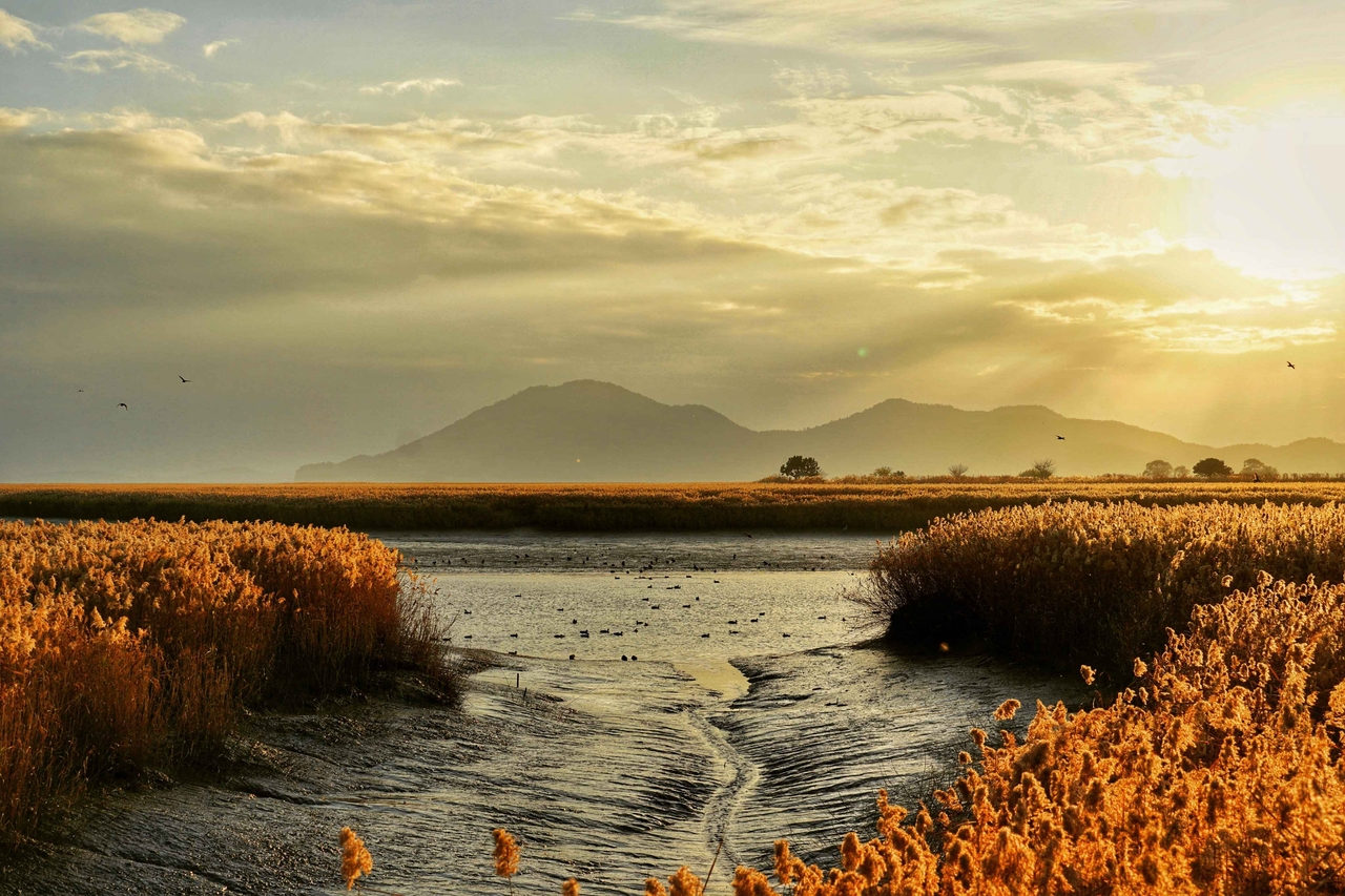Suncheonman Wetland [Korea Tourism Organization]
