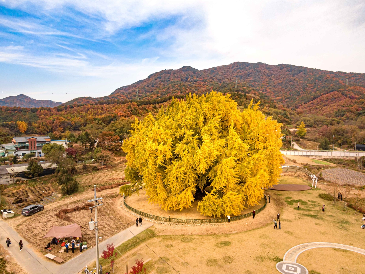Bangye-ri ginkgo tree, Wonju [Korea Tourism Organization]