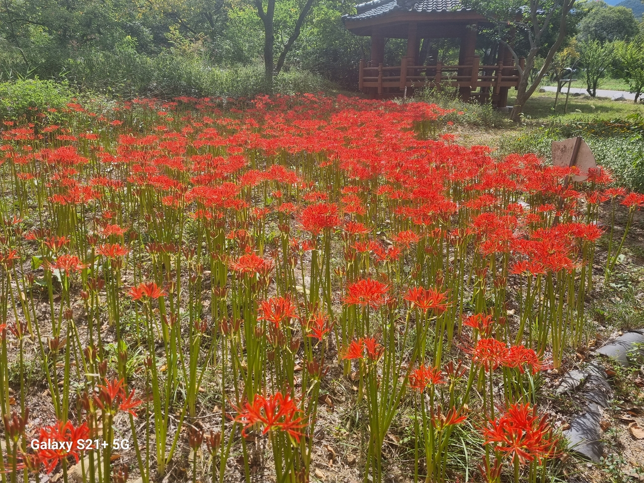 Provided by Cheongdo-gun
