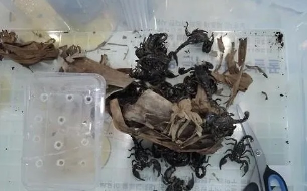 인천국제공항에서 적발된 애완용 전갈. 기사와 관련 없는 사진. [연합]