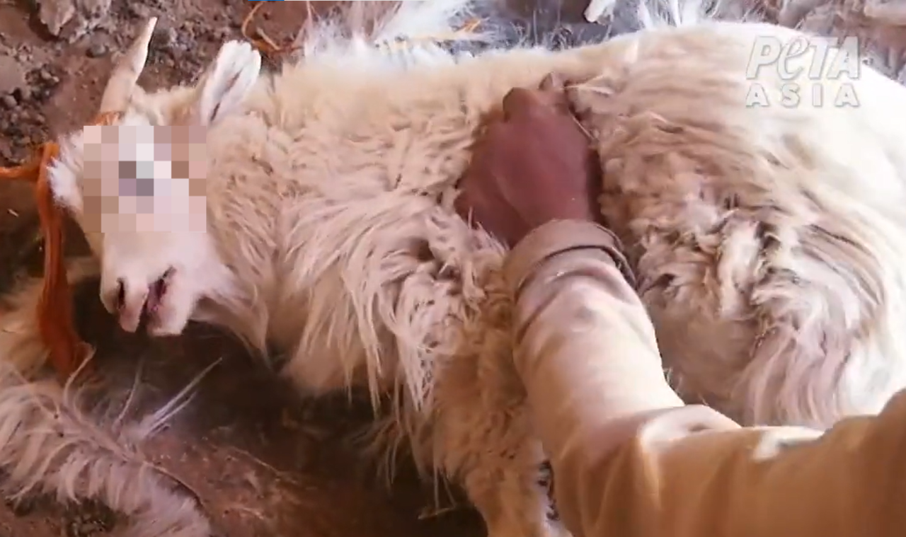한 캐시미어 농장에서 염소의 털을 뽑고 있다.[PETA 홈페이지 갈무리]