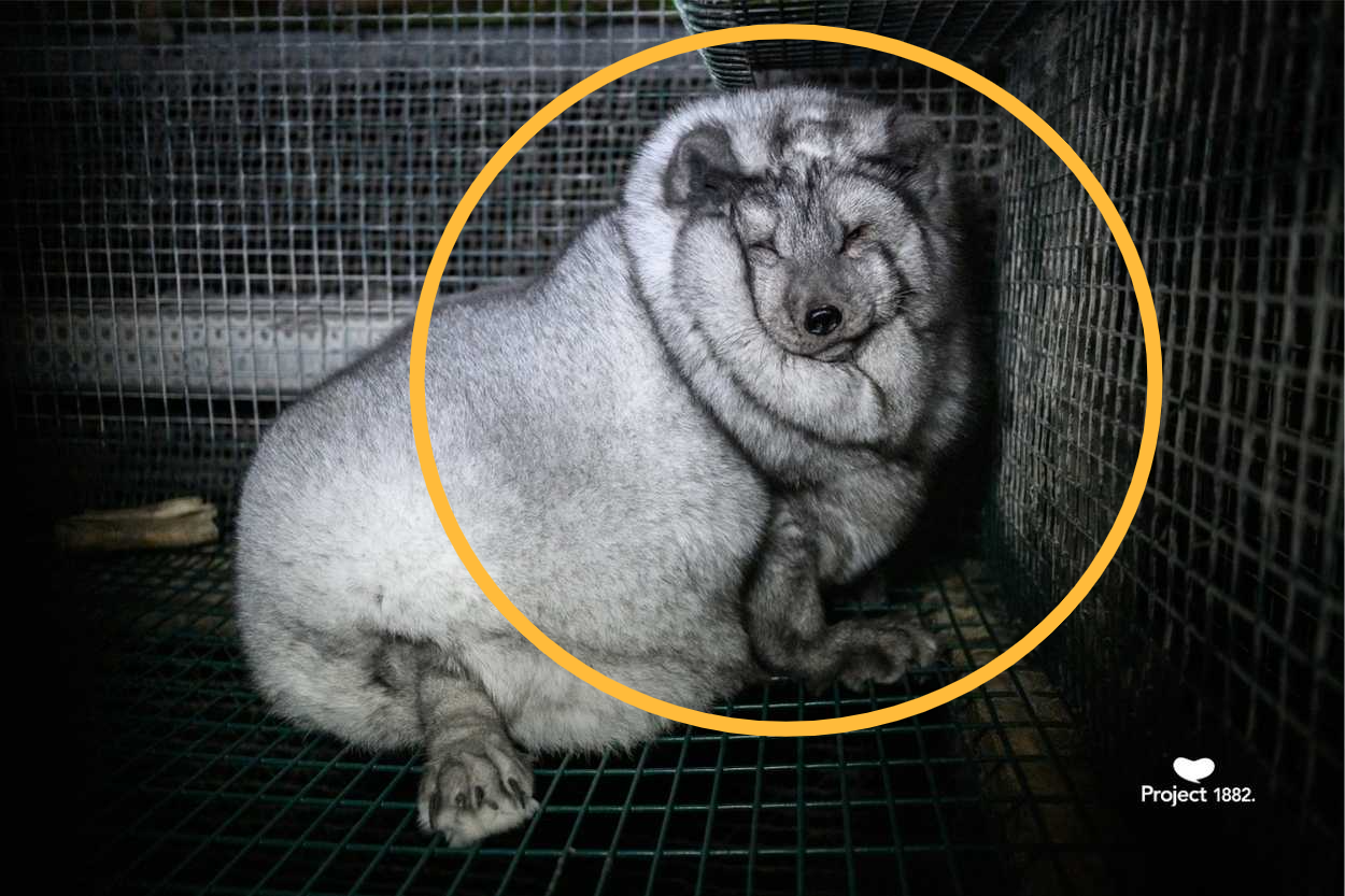 핀란드 모피농장에서 촬영된 북극여우(블루폭스). 더 큰 모피를 얻기 위한 선발육종과 과도한 체중 증가로 몸집이 비대해진 이른바 ‘괴물여우’다. [Project 1882 제공]