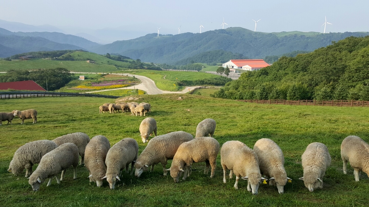 강원형 알프스목장