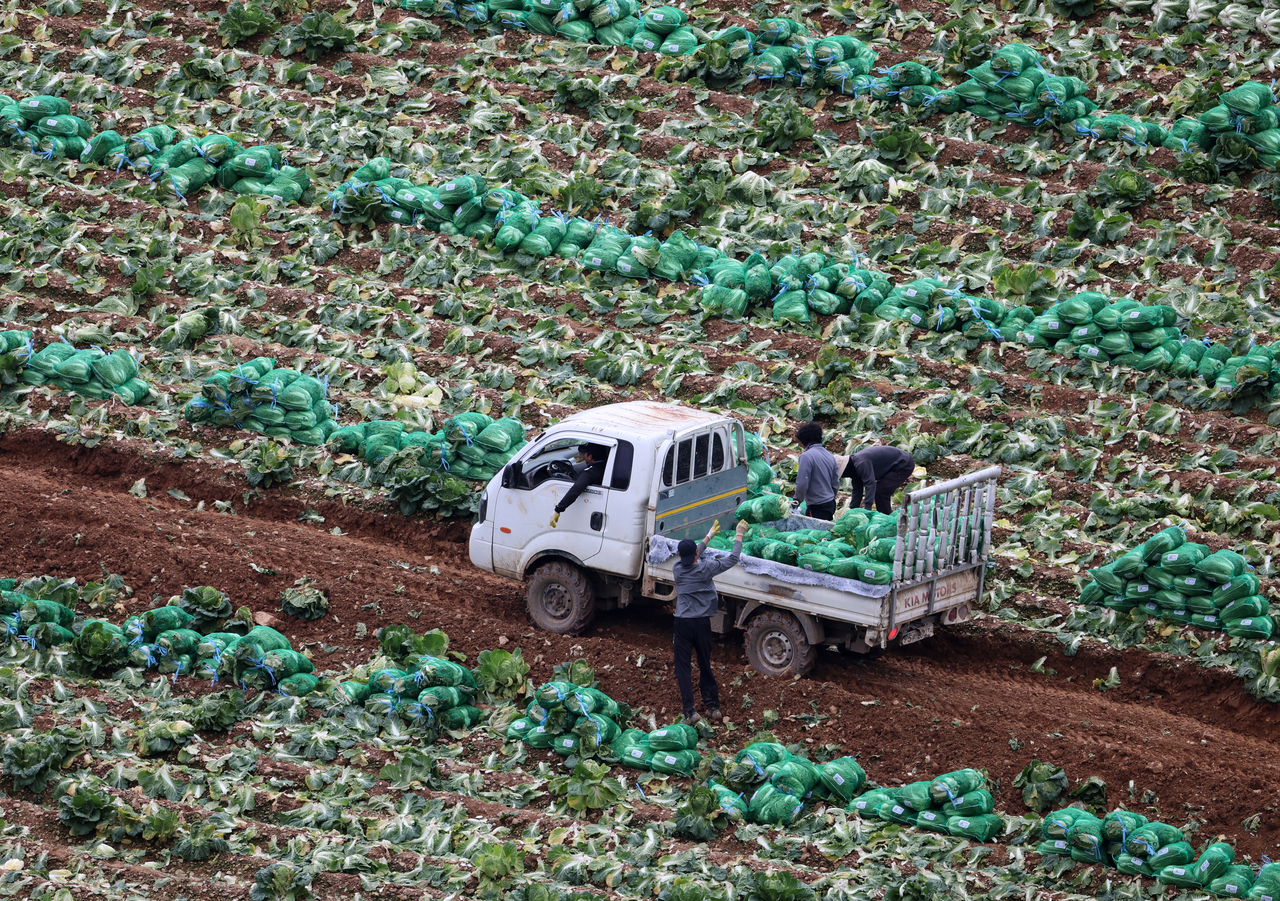 Workers harvest napa cabbage in Gangneung, Gangwon Province, Sept. 8. (Yonhap)
