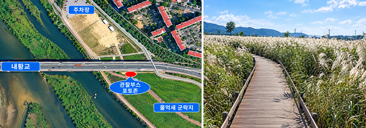 울산 태화강 물억새 생태체험장 위치(왼쪽)와 물억새 군락지 모습(오른쪽). [울산시 제공]