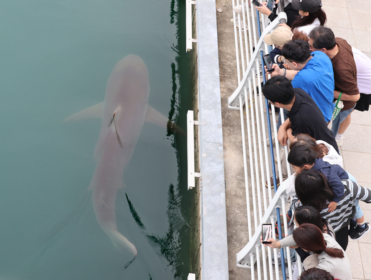 Residents watch "Bukang-i," a shark swimming in the waterway of Bukhang Waterfront Park in Dong-gu, Busan, on Sunday, the last day of the chuseok holiday. [Yonhap]
