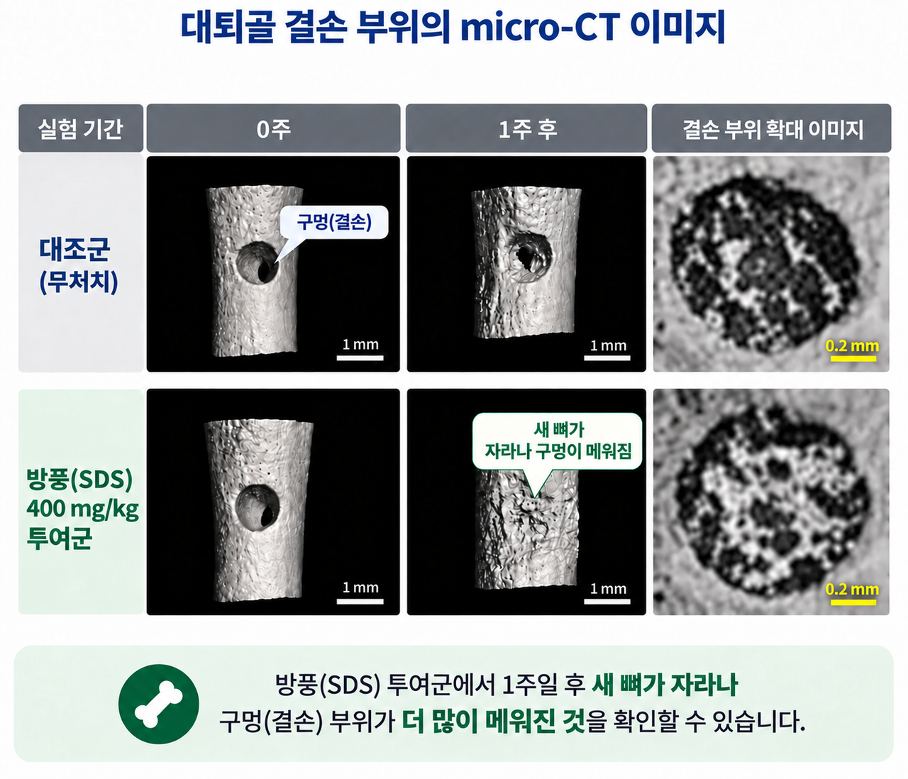 대퇴골 결손부위 micro-CT 촬영 결과, 방풍을 투여하지 않은 무처치군(위)은 골절로 생긴 구멍이 그대로 남아있었다. 반면, 방풍(SDS) 400mg/kg 투여군(아래)은 새로운 뼈가 자라나 구멍 대부분을 메운 것을 확인할 수 있다. (출처 : 자생한방병원)
