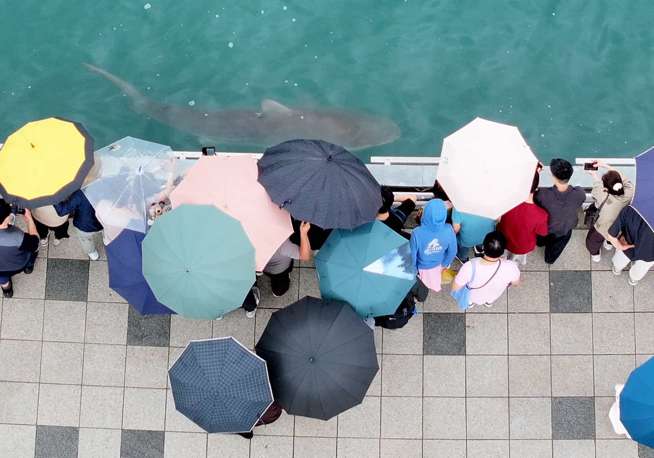 Onlookers watch a shark swimming in an artificial waterway at a waterfront park in Busan as authorities conduct an operation to guide it toward the open sea on Tuesday. (Yonhap)