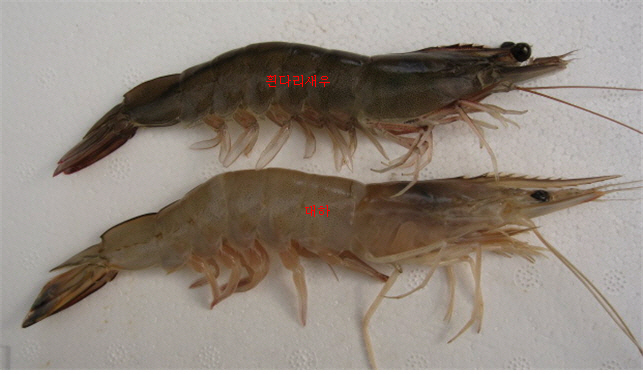 흰대리새우(윚쪽)과 대하. [해양수산부]