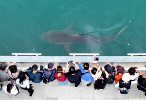 Shark remains in Busan canal after rescue bid fails