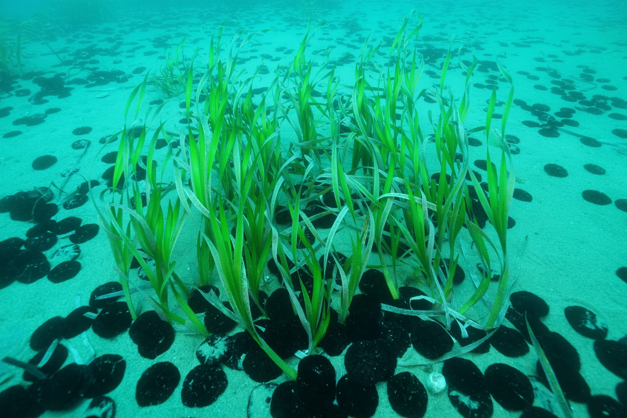 A Zostera asiatica habitat in Yangyang, Gangwon Province. [KIOST]