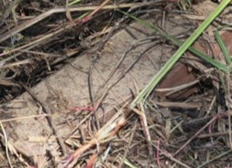 This photo, released by South Korea's Joint Chiefs of Staff on Tuesday, shows a North Korean resin antipersonnel mine that the South Korean military found the same day near the site of mine explosions inside the Demilitarized Zone separating the two Koreas that left three South Korean service members injured.  (Yonhap)