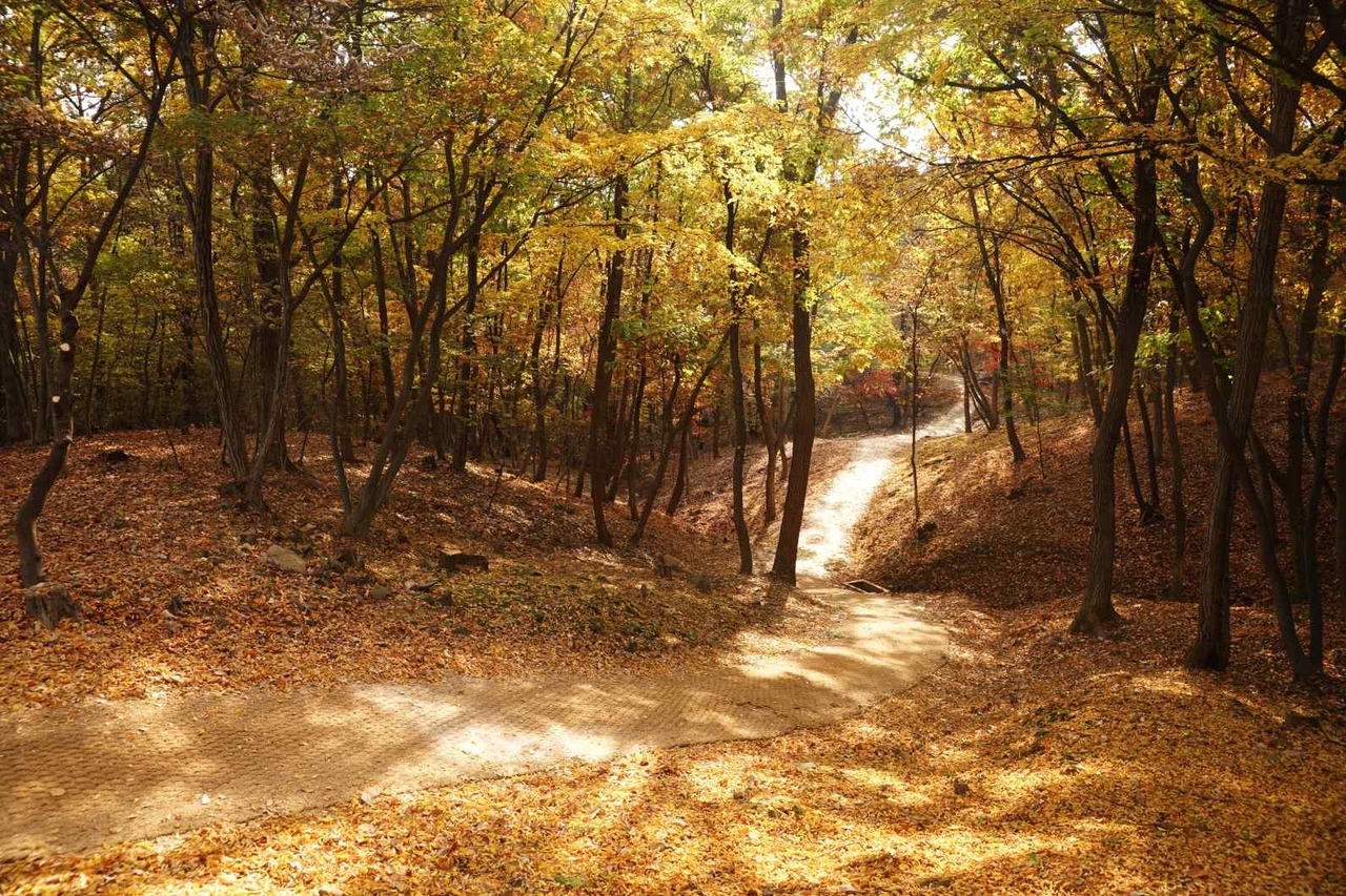 구리 동구릉 숲길 [국가유산청 제공]
