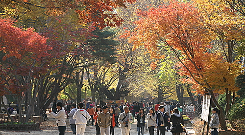 남이섬 [뉴시스]