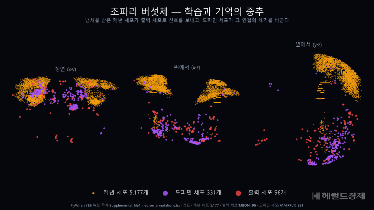 The mushroom body — the learning and memory center of the fruit fly brain — rendered using actual connectome coordinates: 5,177 Kenyon cells (orange), 331 dopamine neurons (purple), and 96 output neurons (red).
