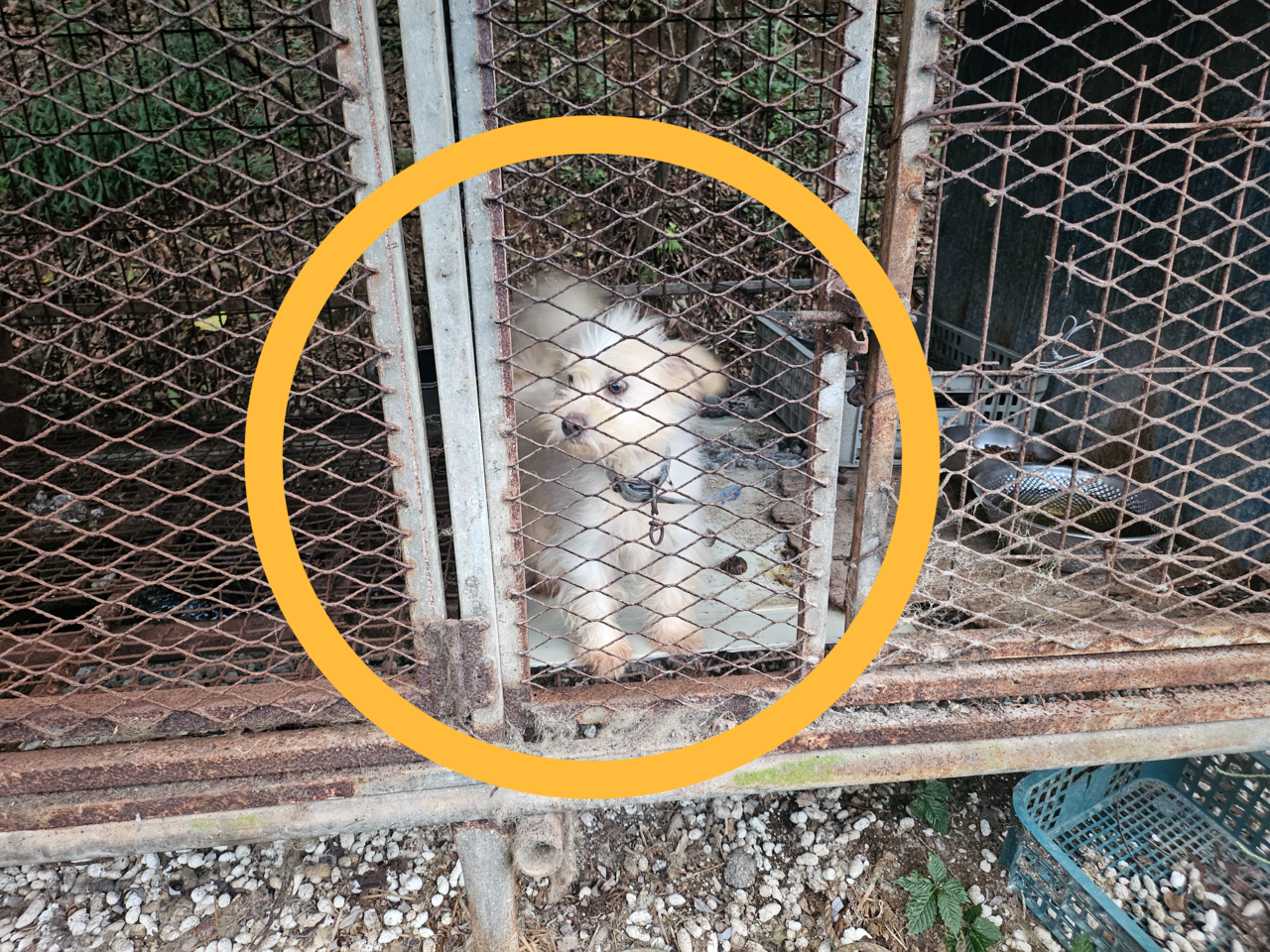 지난 29일 전남 강진 한 개농장 풍경. 글로벌 동물보호단체 한국 휴메인 월드 포 애니멀즈는 이날 개농장에서 70여마리의 개를 구조했다. 김광우 기자.