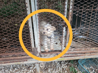 “개고기, 다 끝난 줄 알았는데” 처참한 현실…생지옥에 남은 개들, 결국 어디로 [지구, 뭐래?]
