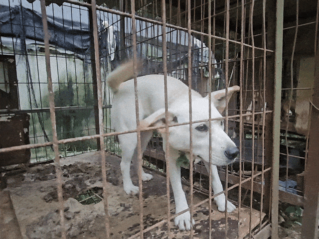 지난 29일 전남 강진 한 개농장 풍경. 글로벌 동물보호단체 한국 휴메인 월드 포 애니멀즈는 이날 개농장에서 70여마리의 개를 구조했다. 김광우 기자.