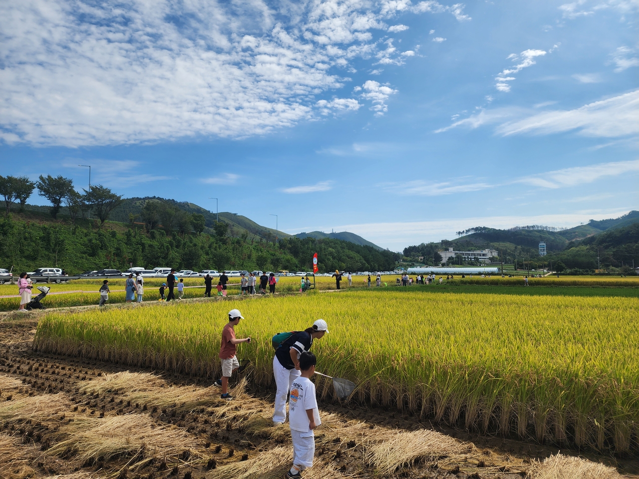 망상 메뚜기 축제 지난해 사진