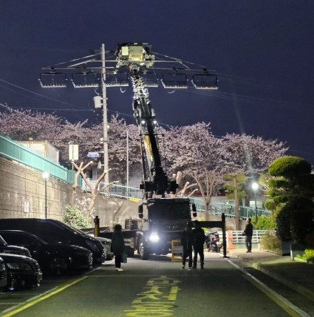 Sections of the Gaegeum Culture Cherry Blossom Road in Busan are restricted for a drama shoot in April. (Online communities)