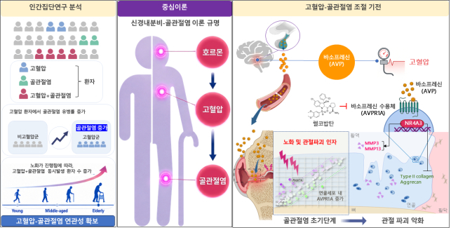 뇌 호르몬 AVP가 골관절염 악화시키는 기전.[전남대학교 제공]